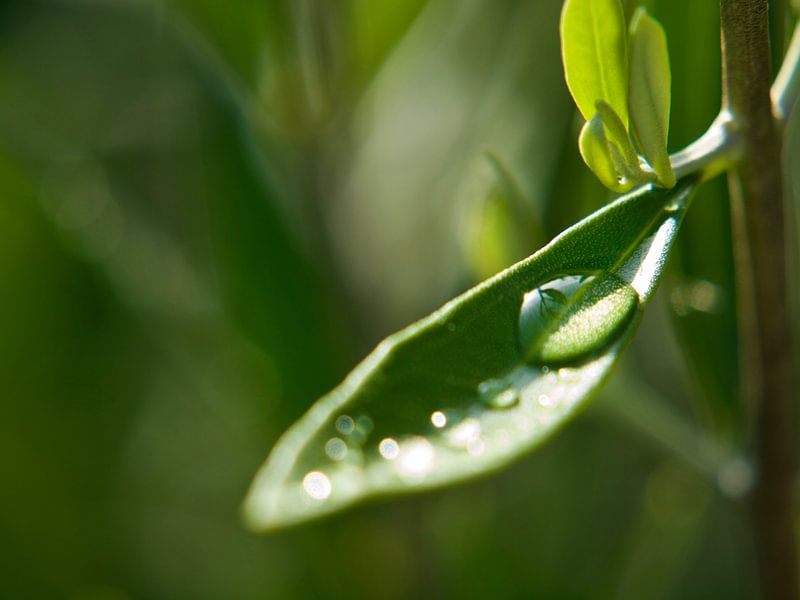 Feuille d'olivier assoiffée par Mr White Takes Pictures