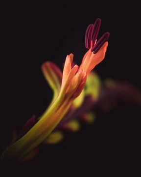 Orange flame flower dark & moody van Sandra Hazes