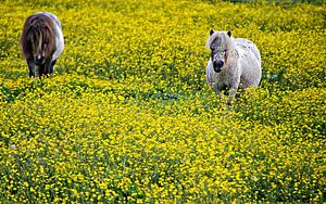 Shetlanders in een gele bloemenweide van Jessica Berendsen