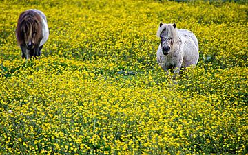 Shetlanders in een gele bloemenweide van Jessica Berendsen