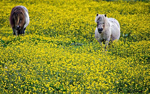 Shetland ponies in a yellow meadow flowers