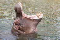Kop van een nijlpaard met opengesperde bek von Tonko Oosterink Miniaturansicht