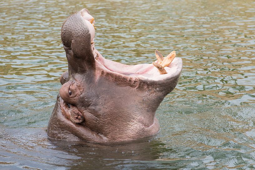 Kop van een nijlpaard met opengesperde bek von Tonko Oosterink