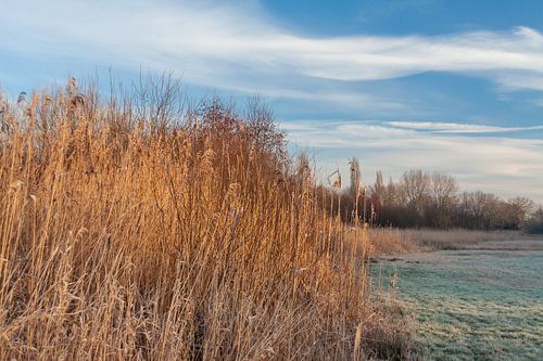 Riet