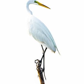 Grote witte zilverreiger van Karin Maier