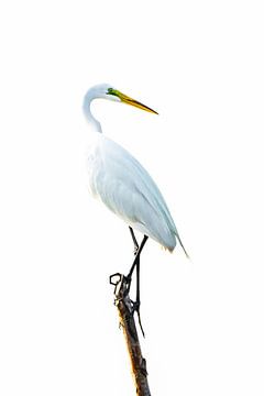 Great White Egret