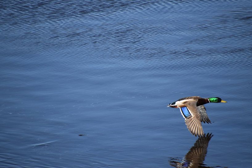 A duck on the Saint-Laurent river by Claude Laprise