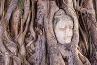 Buddha head in the Jungle