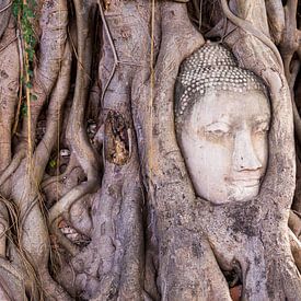 Buddha-Statue im Dschungel von Sofie Bogaert