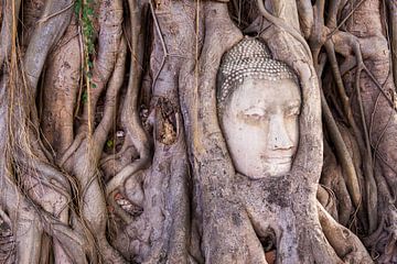 Buddha beeld in de Jungle van Sofie Bogaert