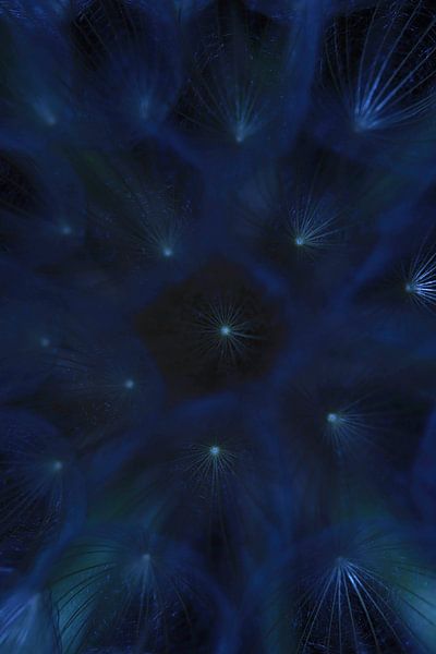 Dandelion stars in the sky by Foto Studio Labie