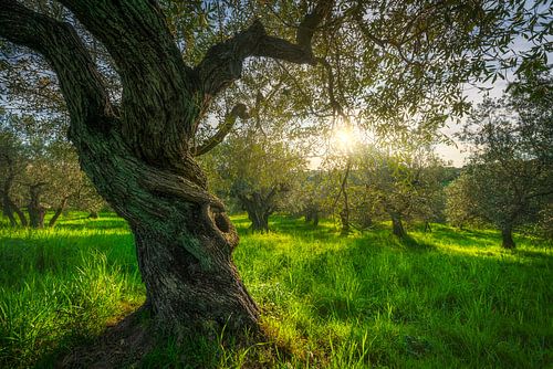Oude boom in olijfboomgaard. Landschap in Alta Maremma