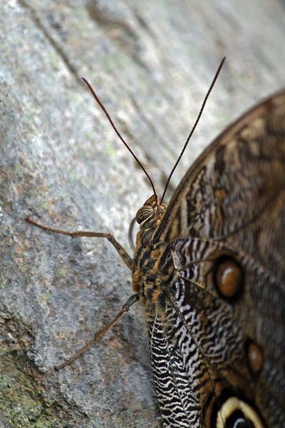 Vlinder op een stuk hout von Klaase Fotografie