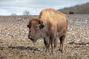 Bison-Bulle
