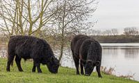 Grazing Galloway cattle in Ooldergreend nature reserve