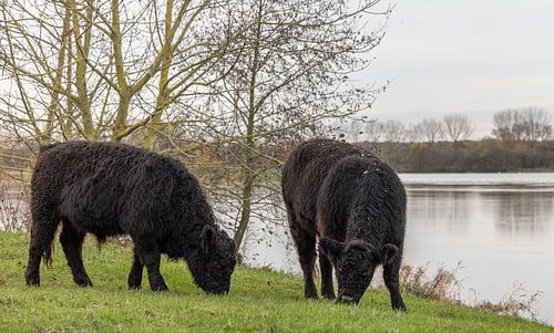 Grazing Galloway cattle in Ooldergreend nature reserve