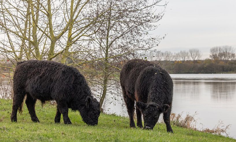 Grazing Galloway cattle in Ooldergreend nature reserve by Triki Photography