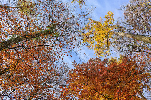 Kleurrijke boomtoppen met een blauwe lucht op een herfstdag