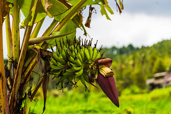 Bananenbloesem tussen groene trossen