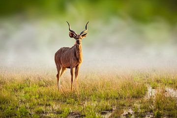 Portret van een Grote koedoe (Tragelaphus strepsiceros) van Chris Stenger
