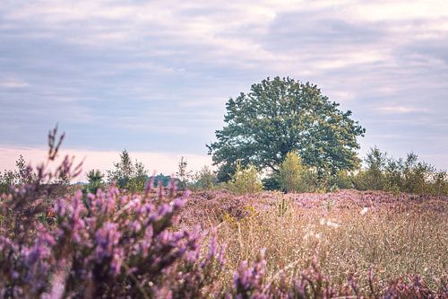 Couches de couleur sur le Kalmthoutse Heide
