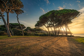Groupe « Pine Trees » – Sunset Baratti – Côte du Golfe – Toscane