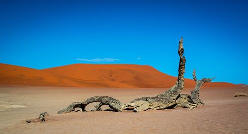 Dood hout in de Dode Vallei in de Namib woestijn