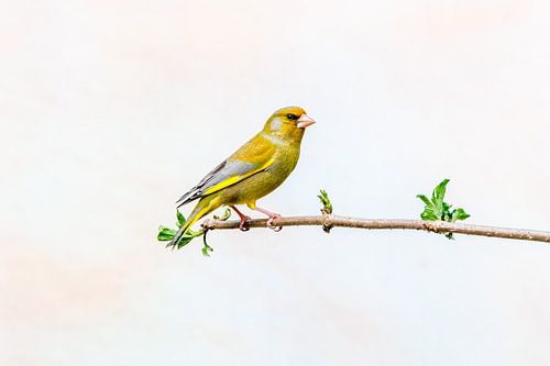 Groenling, Chloris chloris, staande op een tak van een ontluikende vlierbessentak