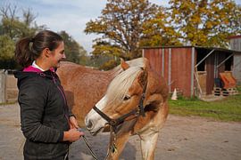 Preparation of the horse before training
