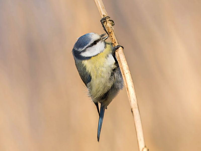 La mésange bleue cherche de la nourriture dans la canne à sucre par Rickinhetdierenrijk