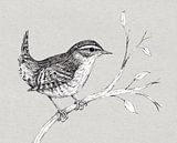 Wren in pen and ink by Bianca Wisseloo thumbnail