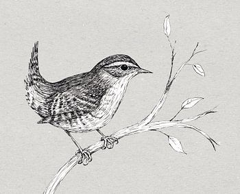 Wren in pen and ink