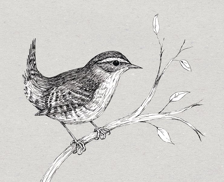 Wren in pen and ink by Bianca Wisseloo