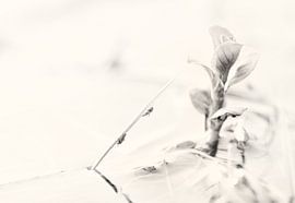 Nieuw begin van Klaartje Huijben