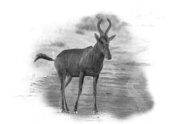 Heartbird in black and white. by Gunter Nuyts