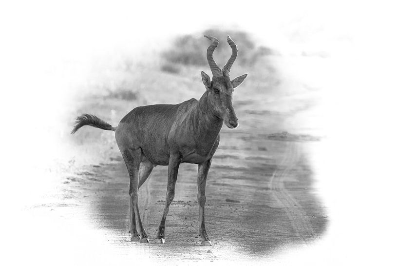 Hartenbeest in zwart wit. van Gunter Nuyts