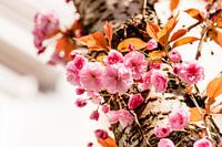 Bloei van de Japanse sierkers in Bonn