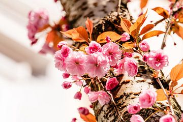 Bloei van de Japanse sierkers in Bonn van Catrin Grabowski