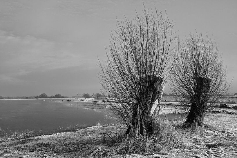 Boomstronken in winters landschap von Ruud Lobbes