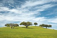Bomen op een heuvel in Portugal