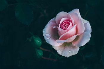 Wunderschöne weiße Rosenknospe mit Wassertropfen in einem dunklen Garten.
