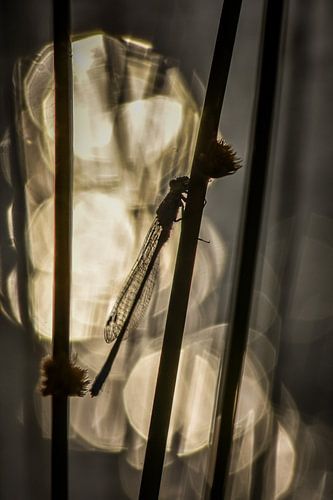 Libelle avondzon van Jeannette Fotografie