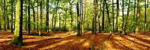 Mischwald im Herbst