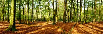 forêt mixte en automne sur Günter Albers