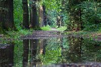 bos in spiegelbeeld
