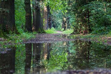bos in spiegelbeeld van Roger Janssen