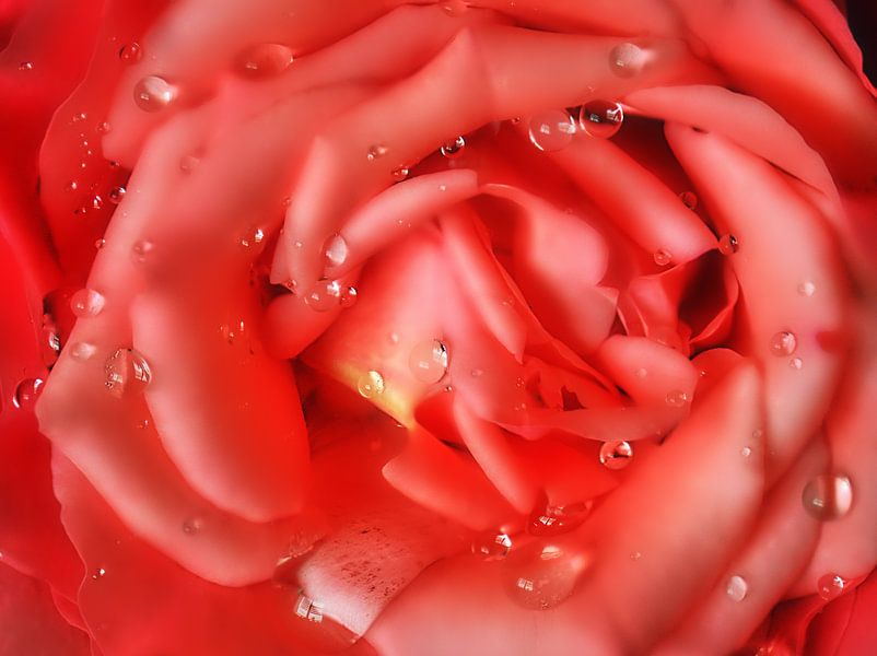 Rose avec gouttes de pluie par Edgar Schermaul