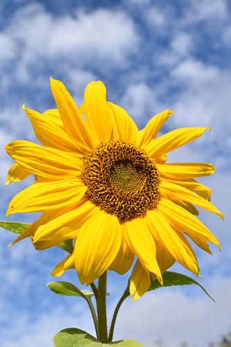 Een zonnebloembloem in de tuin