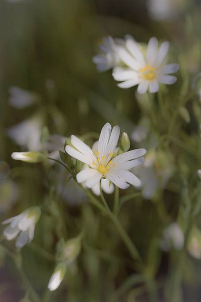 Fleur blanche par Krijn van Leeuwen