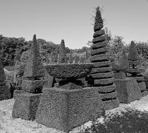 Conifers in black and white.